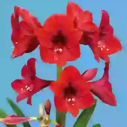 Hippeastrum (Small-Flowered)